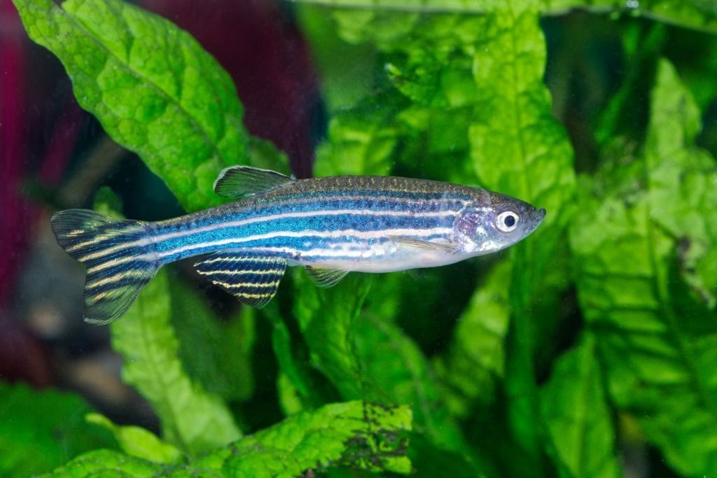 adult zebrafish aquarium green plants