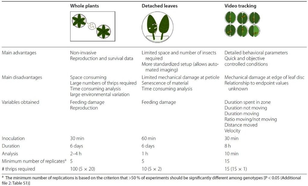 assessment of plant resistance thrips