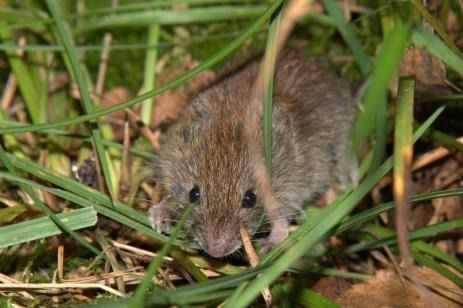 bank vole in grass