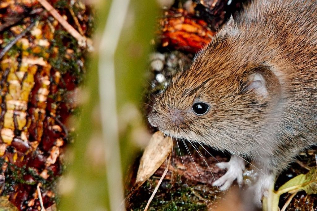 bank vole in nature