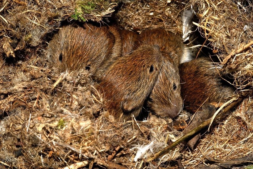 bank voles nest