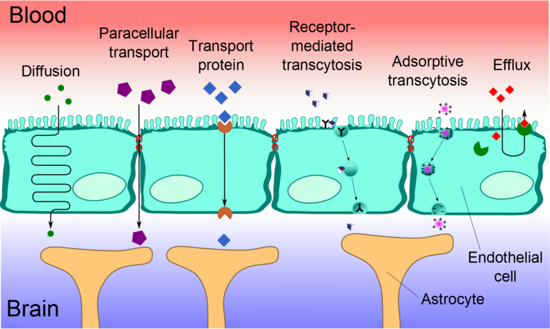 Blood brain barrier function