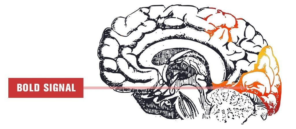 brain bold signal fmri