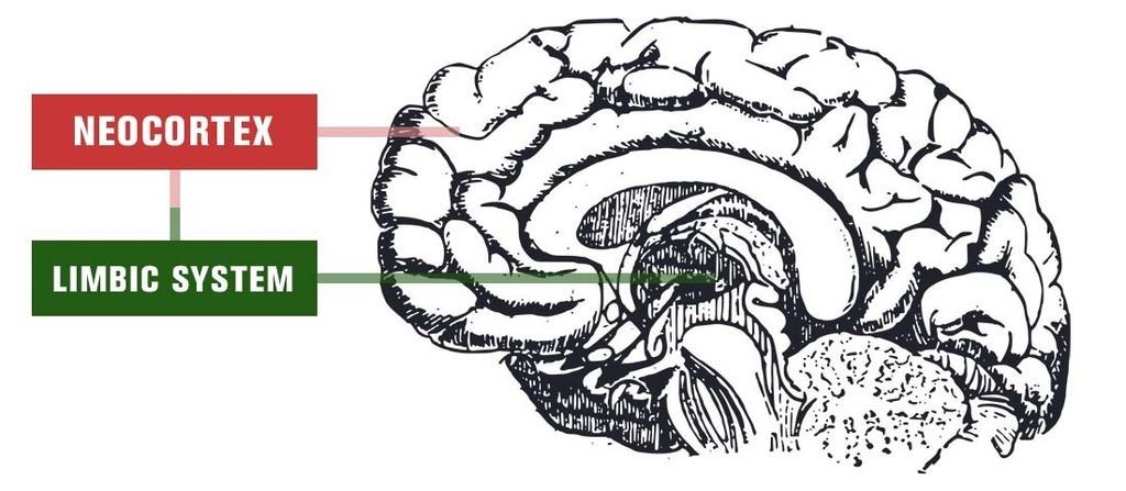 brain illustration neocortex limbic system emotions