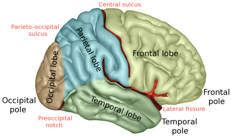 Brain Lobescaptslateral