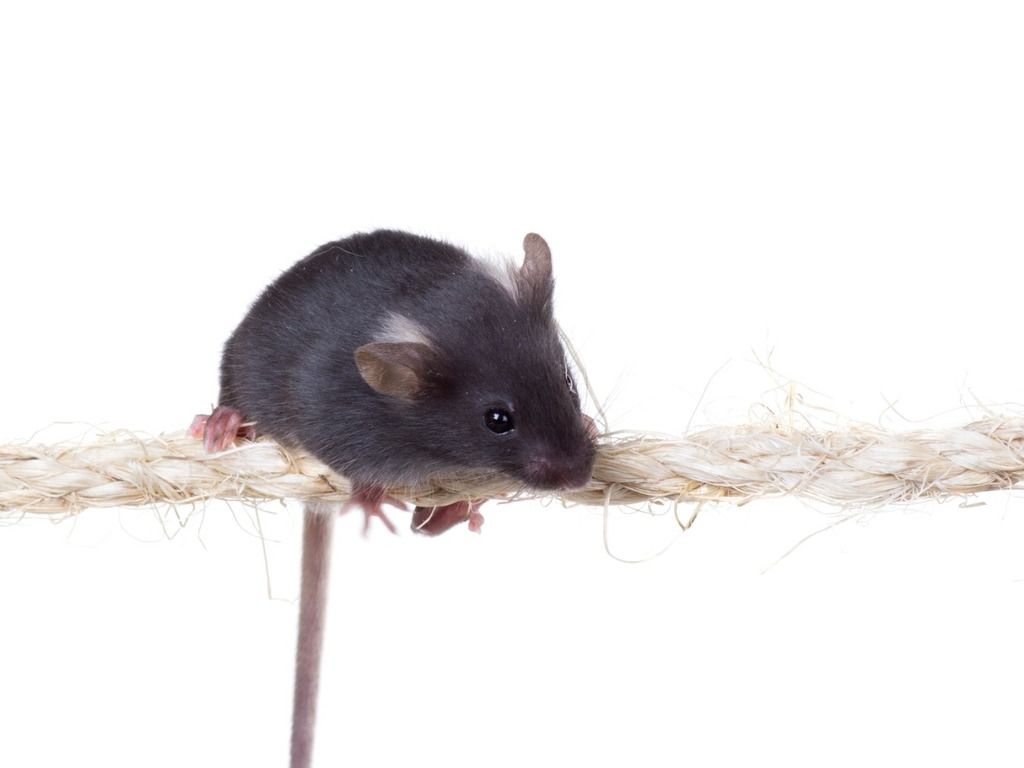 brown mouse on a rope