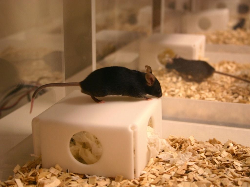 brown mouse on a shelter in a phenotyper