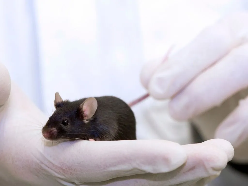 Brown mouse on a white gloved hand