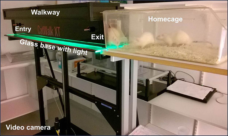 CatWalk XT with homecage white rats