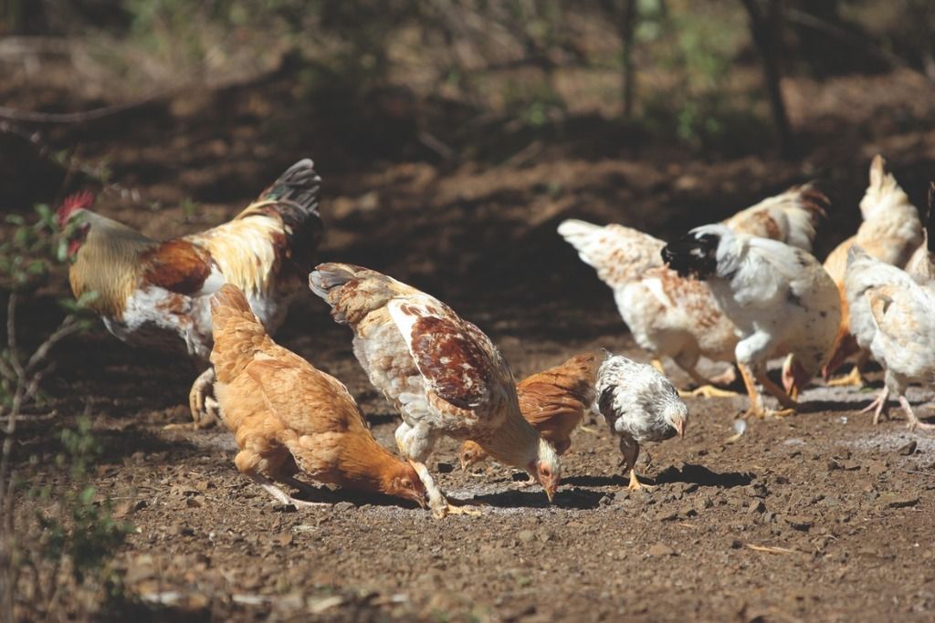 chicken pecking in the dirt