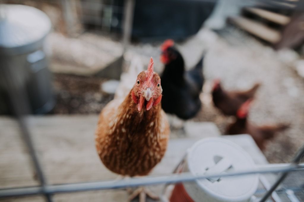 Chicken poultry looking into camera