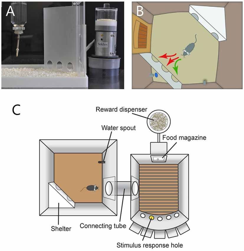 Cognition wall grieco et al 2021