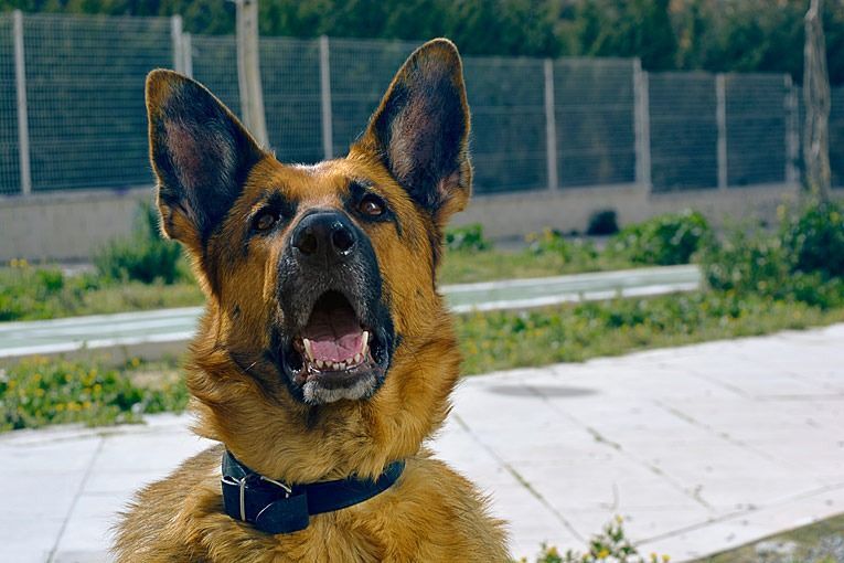 Dog brown whit fence