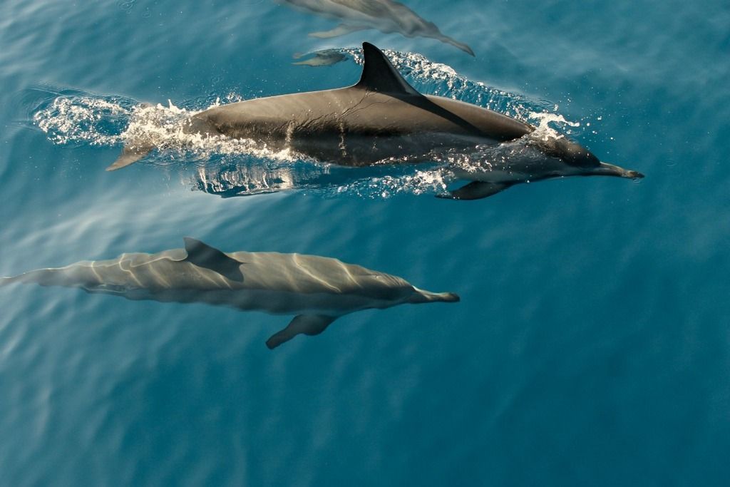 Dolphins