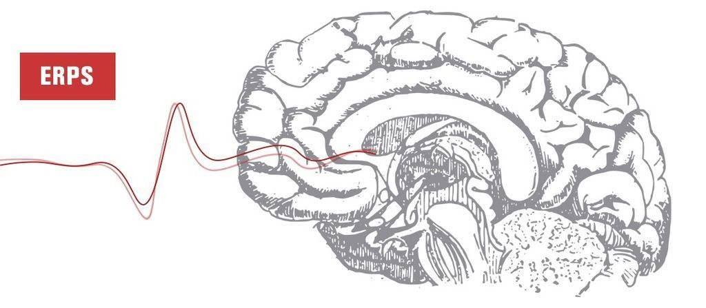 erps brain eeg event-related potentials