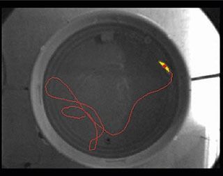 ethovision acquisition morris water maze video tracking