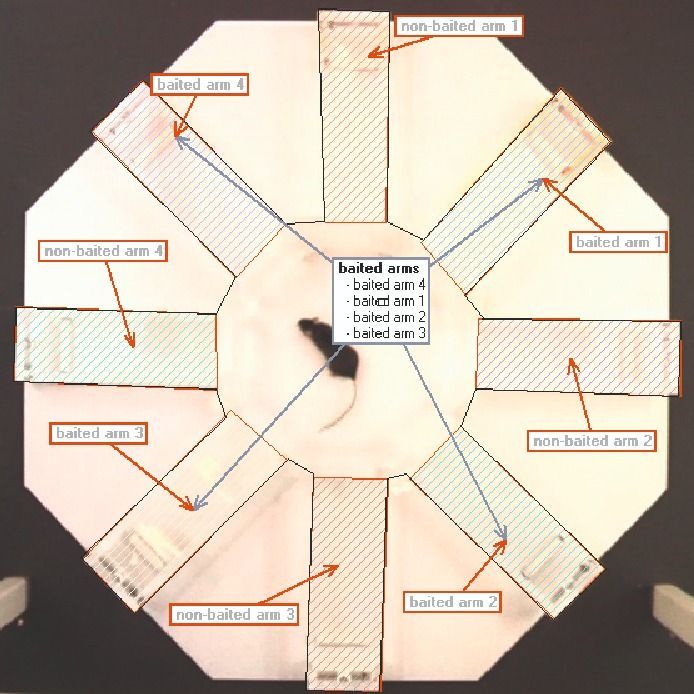 ethovision arena definition radial arm maze