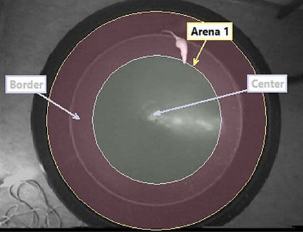 ethovision arena definition round open field