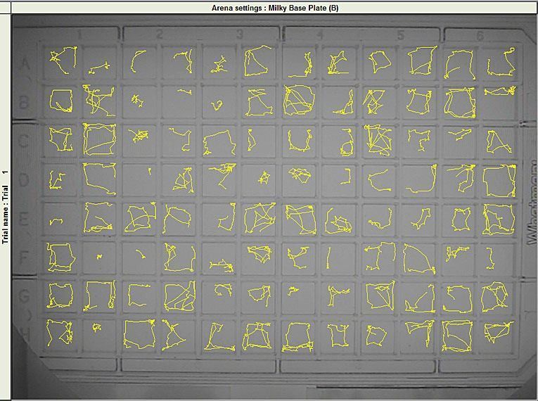 Ethovision Daniovision zebrafish tracking