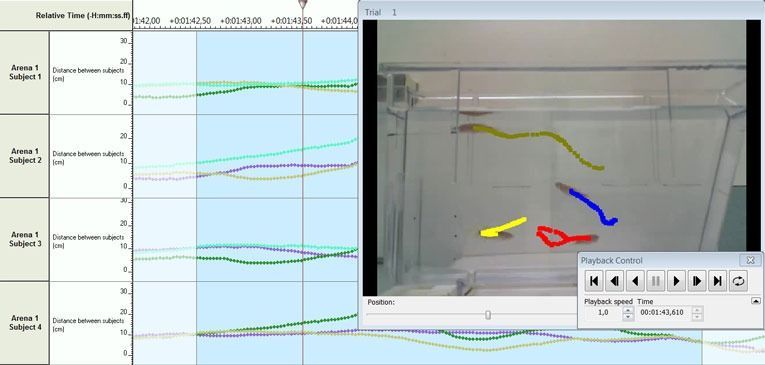 Ethovision zebrafish