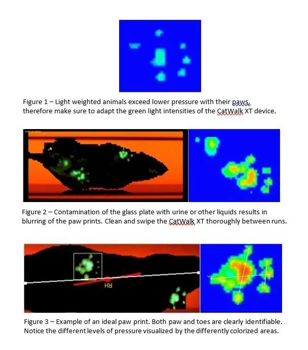 Example paw print