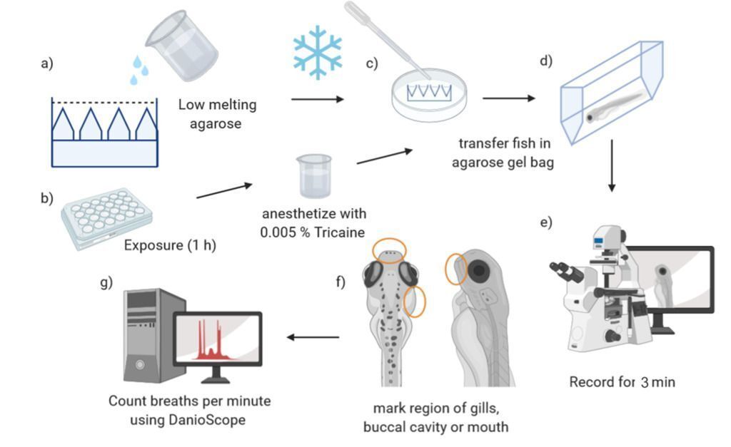 experimental workflow kammer