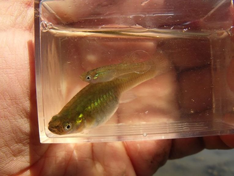 gambusia holbrooki mosquitofish in glass