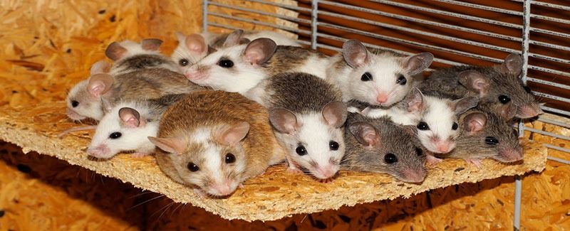 group of mice in a wooden cage