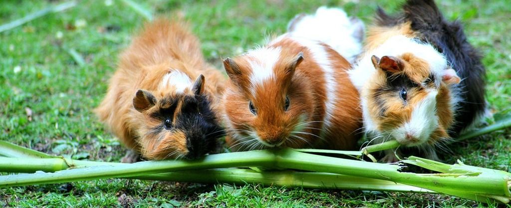 Guinea pigs on grass