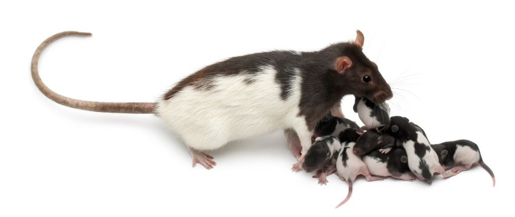 Hooded rat Long Evans with pups