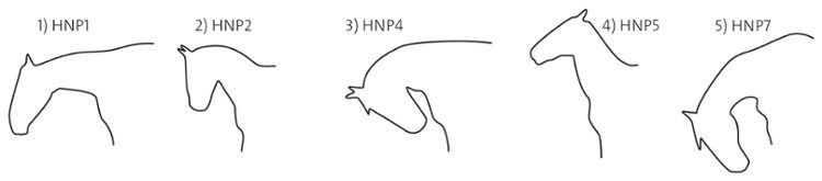 Horse head position cartoon drawing