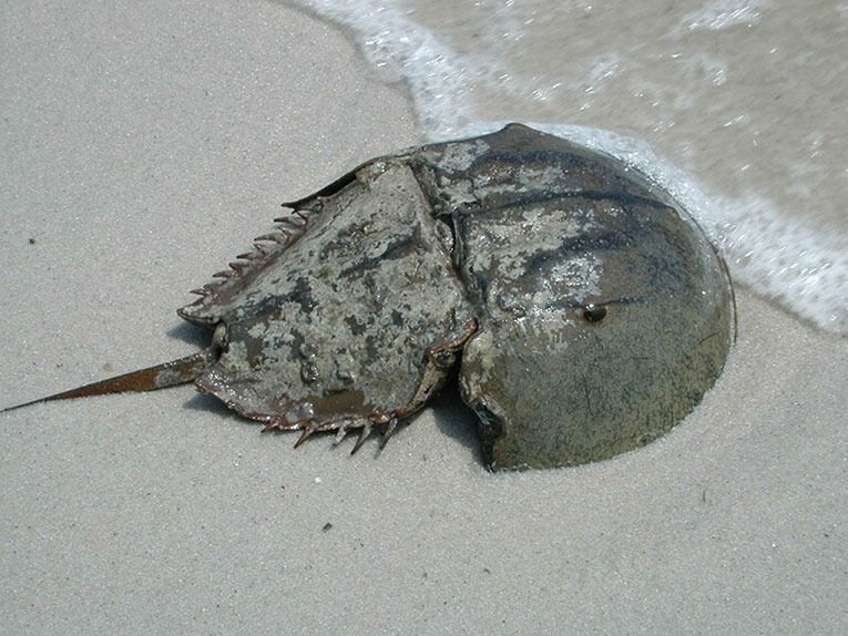 horseshoe crab sand water