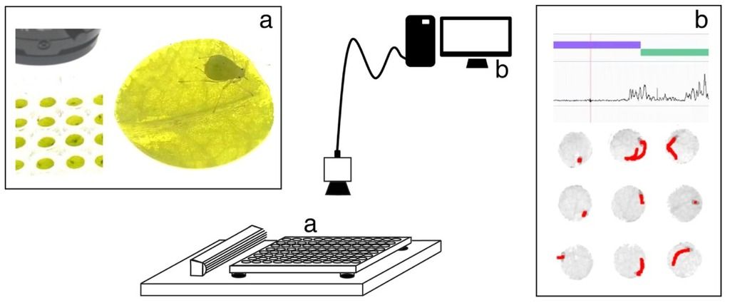 Kloth 2015 setup aphid video tracking