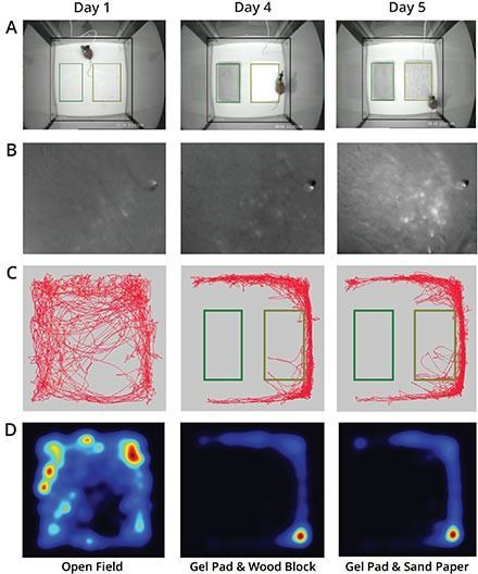 Live calcium imaging