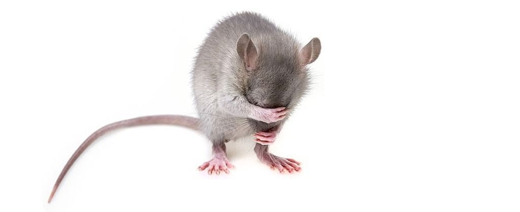 Mouse covering eyes ashamed grey white background