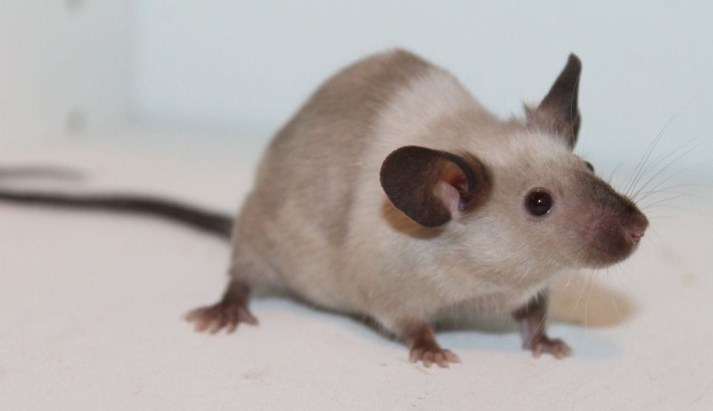 mouse siamese rodent