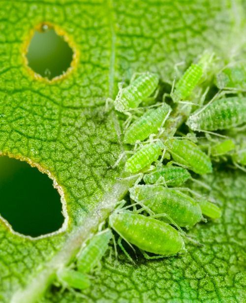 news flash entolab aphids