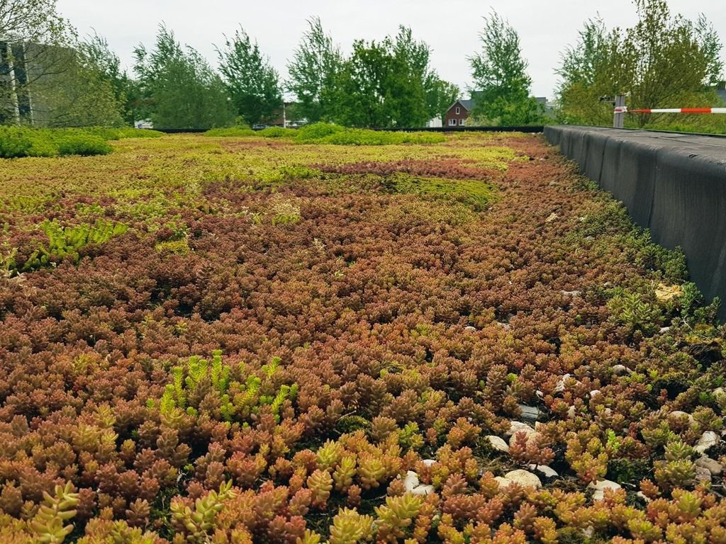 Noldus sedum roof close up