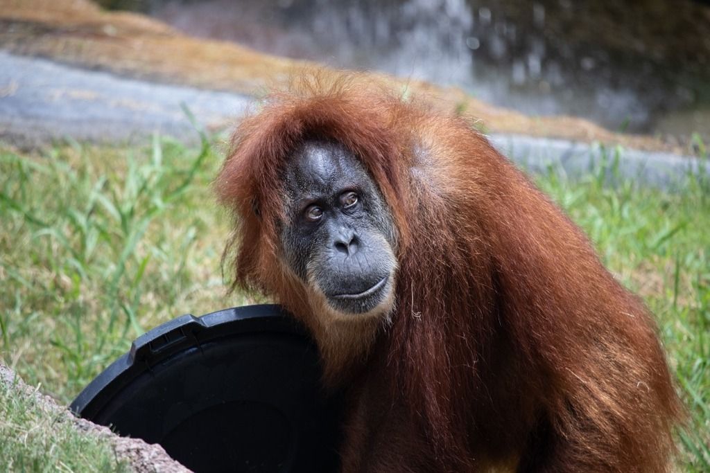 Orang utang monkey ape food