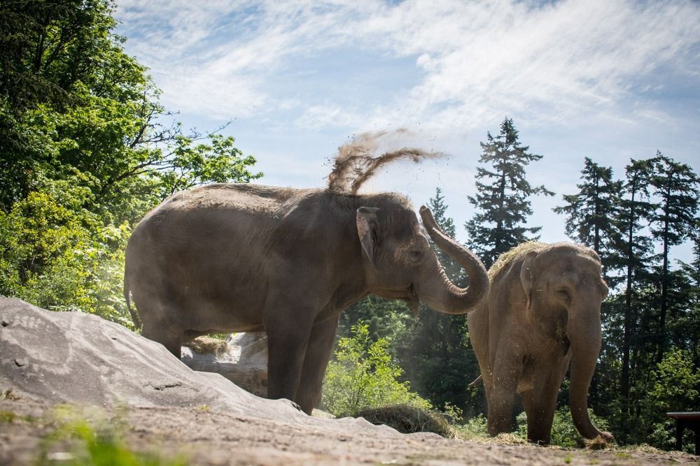 oregon zoo elephants 2