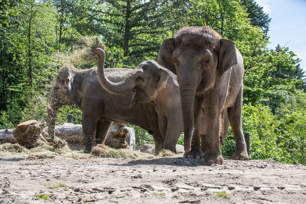 oregon zoo elephants 3