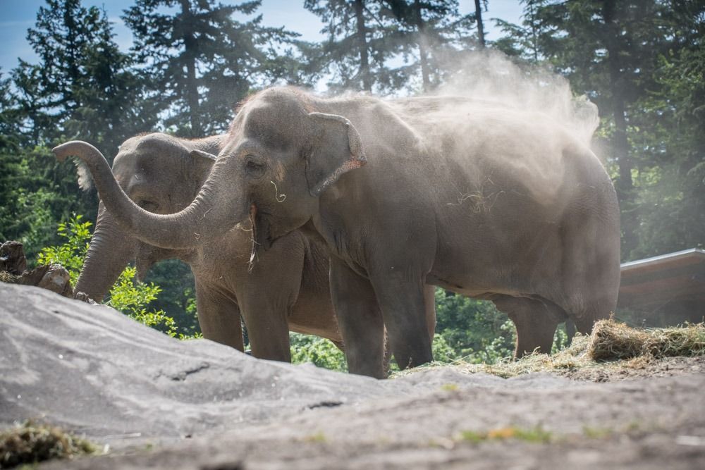 oregon zoo elephants 4