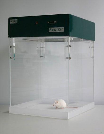 PhenoTyper open field white mouse rat