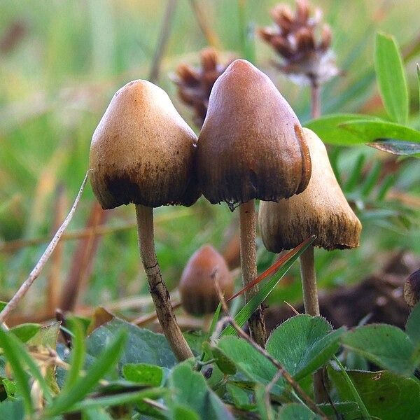 Psilocybe semilanceate