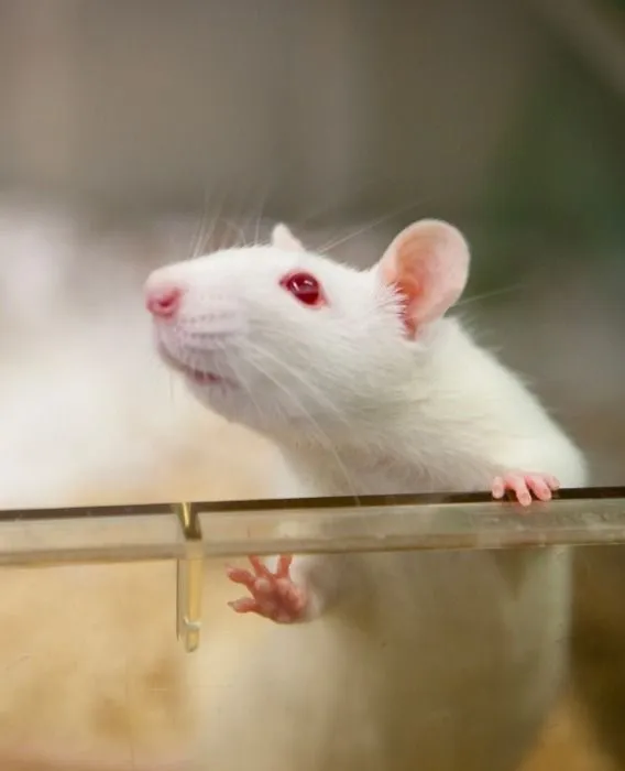Rat cage