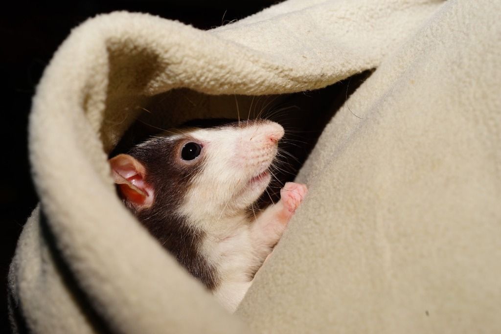 rat in blanket