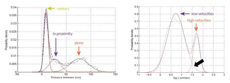 Rat social behavior graphs