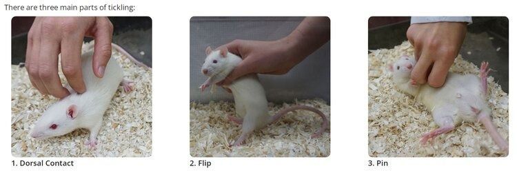 rat tickling