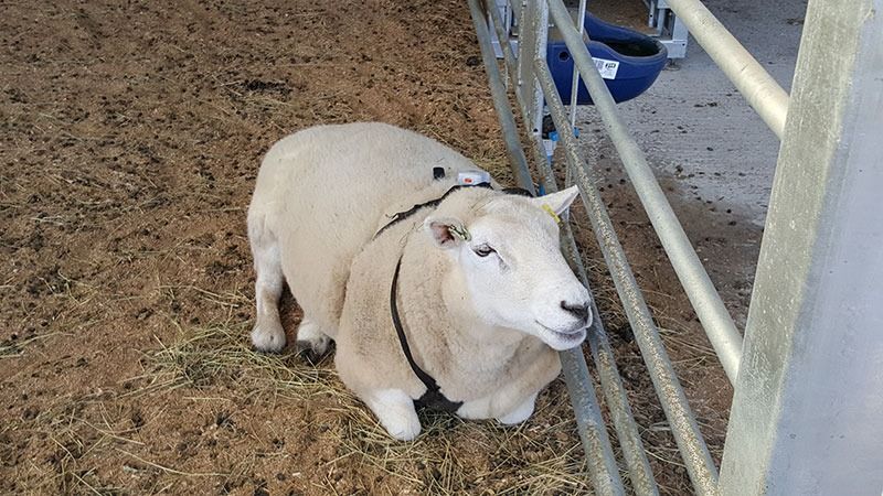 Sheep in barn with tag