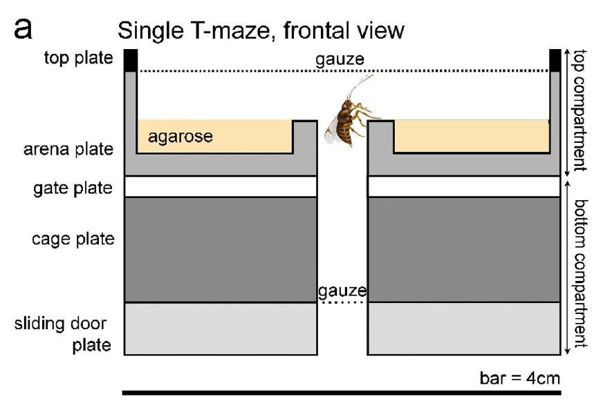 single T-maze-EntoLab